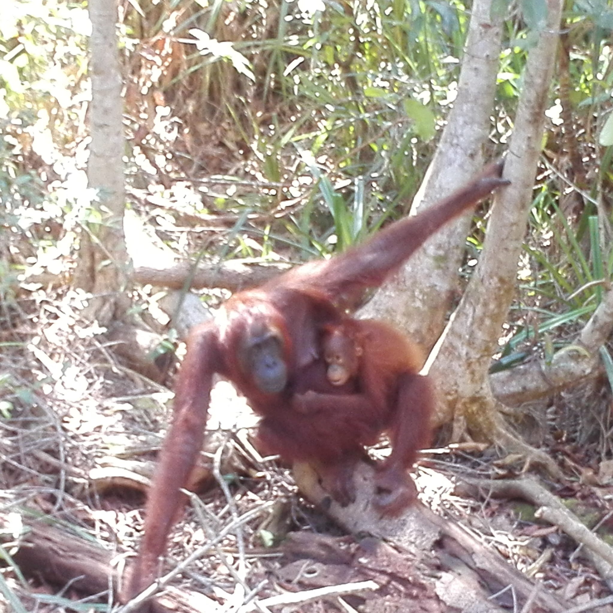Orangutanes de Borneo