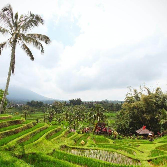 Arrozales de Bali