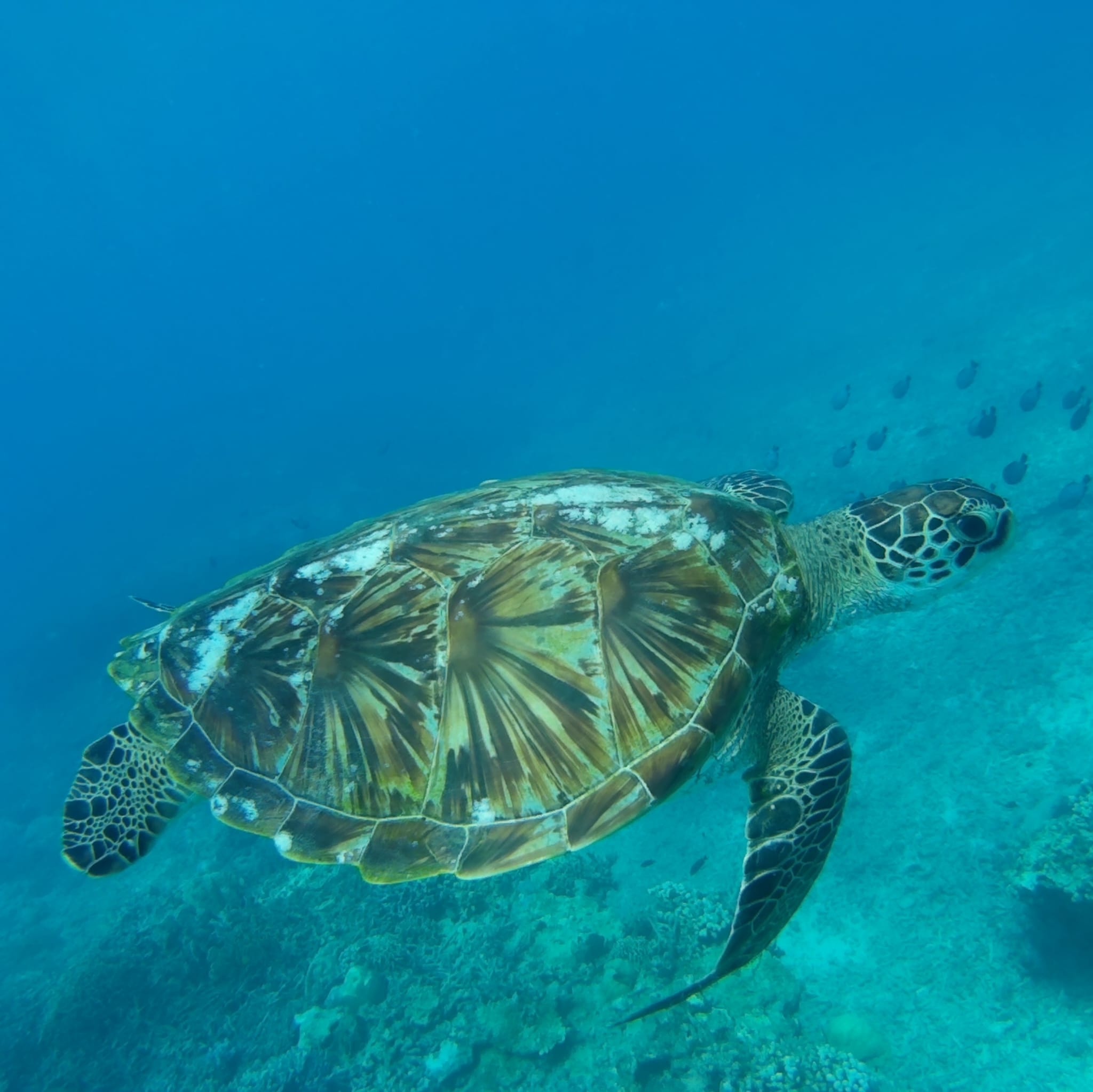 Tortugas en las Islas Gili