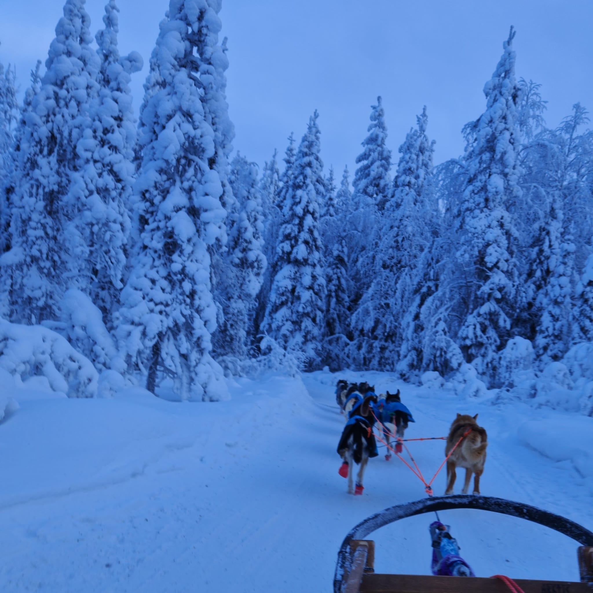 Paseo en trineo con huskys
